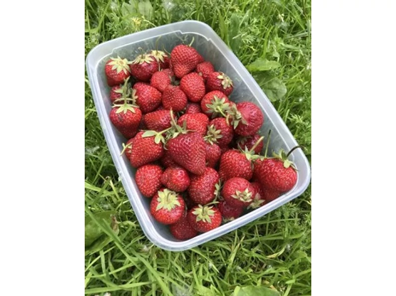 Íme a legjobb ételtárolók három legütősebb tulajdonsága!